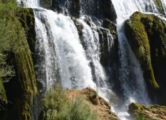 Renewed Activity of the Macedonian Committee